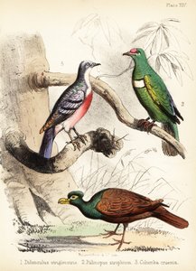 Tandnäbbduva, vithaklappad fruktduva och Luzon bleeding 1855 (litografi)