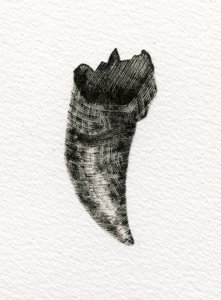 Feline Tooth, 2014, (trägravyr på papper) av Bella Larsson