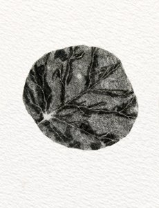 Leaf, 2014, (trägravyr på papper) av Bella Larsson