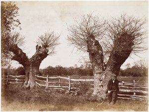 A Hedgerow Tree, 1852 (albumintryck)