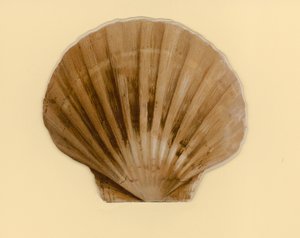 Illustration till häftet med titeln Sea Shells (color litho)
