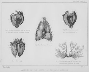 Hästens anatomi, bröstkorgen (litho)