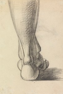 Anatomisk studie av hälen på en fot