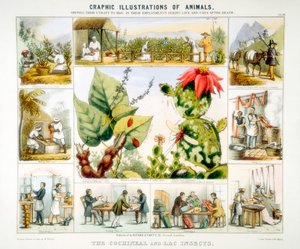 Kochenille och lakinsekter, c1850