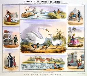 Svanen, gåsen och ankan, c1850