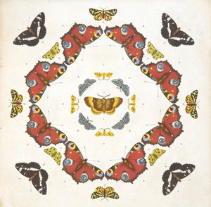 Detalj från tallrik 1, från En sällsynt skildring av fjärilar och malar, pub. 1764 (handfärgad gravyr) av Benjamin Wilkes