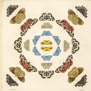 Detalj från tallrik III, från En sällsynt skildring av fjärilar och malar, pub. 1764 (handfärgad gravyr) av Benjamin Wilkes