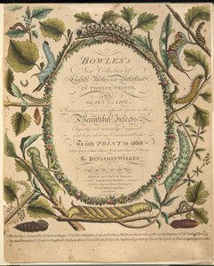 Frontispice, från En sällsynt skildring av fjärilar och malar, pub. 1764 (handfärgad gravyr) av Benjamin Wilkes