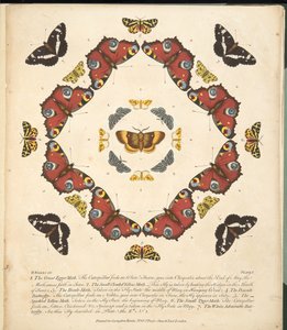Platta 1, från En sällsynt skildring av fjärilar och malar, pub. 1764 (handfärgad gravyr)