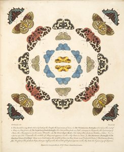 Platta III, från En sällsynt skildring av fjärilar och malar, pub. 1764 (handfärgad gravyr)