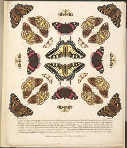Platta II, från En sällsynt skildring av fjärilar och malar, pub. 1764 (handfärgad gravyr)