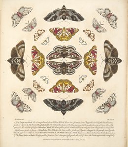 Platta IV, från En sällsynt skildring av fjärilar och malar, pub. 1764 (handfärgad gravyr)