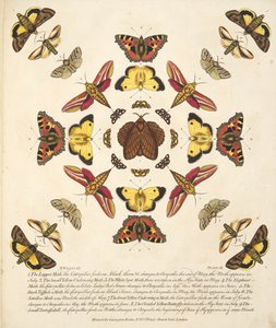 Platta IX, från En sällsynt skildring av fjärilar och malar, pub. 1764 (handfärgad gravyr)