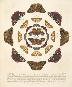 Platta VII, från En sällsynt skildring av fjärilar och malar, pub. 1764 (handfärgad gravyr) av Benjamin Wilkes
