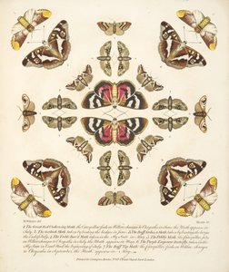 Platta VI, från En sällsynt skildring av fjärilar och malar, pub. 1764 (handfärgad gravyr) av Benjamin Wilkes