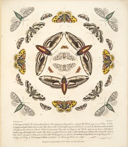 Platta V, från En sällsynt skildring av fjärilar och malar, pub. 1764 (handfärgad gravyr)