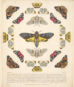 Platta XII, från En sällsynt skildring av fjärilar och malar, pub. 1764 (handfärgad gravyr) av Benjamin Wilkes