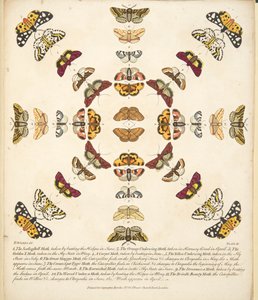 Platta XI, från En sällsynt skildring av fjärilar och malar, pub. 1764 (handfärgad gravyr) av Benjamin Wilkes