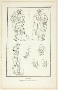 Design: Proportioner av Farnese Hercules, från Encyclopédie av Benoit Louis Prevost