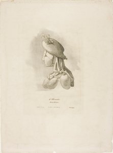 The Butcher-Woman, från Arts et Métiers