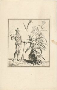 Tobaksväxt och infödd invånare i Amerika Nicotiana eller Tabac dessine d