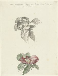 Studieblad med en ros av Bernard Picart