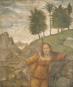 Procris genomborrad av Cephalus