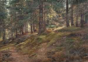 Ljus i skogen