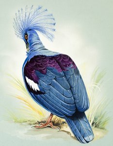 Blåkronad duva (gouache på papper)