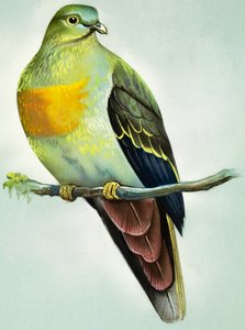 Stor grön duva (gouache på papper)