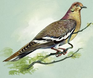 Vitvingad duva (gouache på papper)