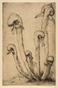Darlingtonia av Bertha E. Jaques