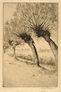 Pollard Willows, Rijsord, Holland