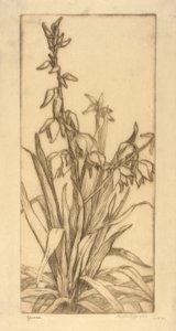 Yucca av Bertha E. Jaques