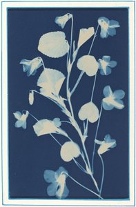Utan titel, c. 1900. av Bertha Evelyn Jacques