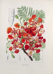 Poinciana Regia, illustration från Selected Flowers, Fruits and Foliages of the Flora and Pomona of the Island of Java, graverad av G. Severeyns, 1885 (färgad kromolitografi)