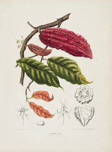 Theobroma, kakaoträd, c1840-1890. av Berthe Hoola van Nooten