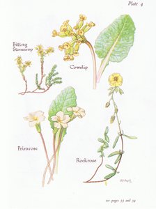 Bitande stengröt eller väggpeppar, cowslip, Rockrose, Primrose, 1951 av Bessie D. Inglis