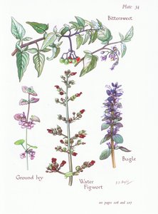 Bitterljuv, mald murgröna, bugla, vattenfikonört, 1951 av Bessie D. Inglis