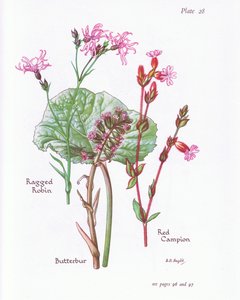 Butterbur, Ragged Robin, Red Campion, 1951 av Bessie D. Inglis