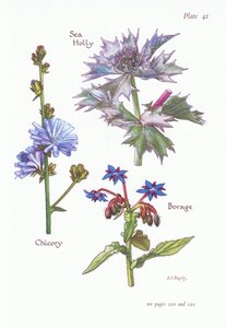 Cikoria eller socker, Sea Holly, Gurkört, 1951