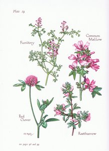 Malva, Restharrow, Fumitory, Rödklöver, 1951 av Bessie D. Inglis