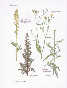 Skärbladsmignonette, byngröt, bröstvårt, häcksenap, 1951 av Bessie D. Inglis