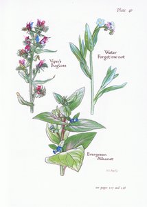 Evergreen Alkanet, Vipers Bugloss, Water Forget-Me-Not, 1951 av Bessie D. Inglis