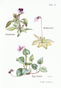 Heartsease, Hundviol, Butterwort, 1951 av Bessie D. Inglis