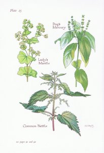 Ladys Mantle, Dogs Mercury, Common Nettle, 1951