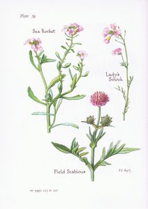 Ladys smock eller gökblomma, åkerskabb, sjöraket, 1951 av Bessie D. Inglis