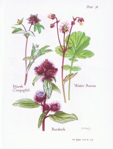Marsh Cinquefoil, kardborre, Water Avens, 1951