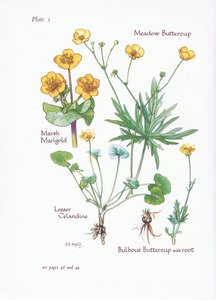 Marsh Marigold, Lesser Celandine, Meadow Buttercup, Bulbous Buttercup, 1951