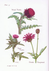 Mysktistel, Spjuttistel, Greater Knapweed, 1951